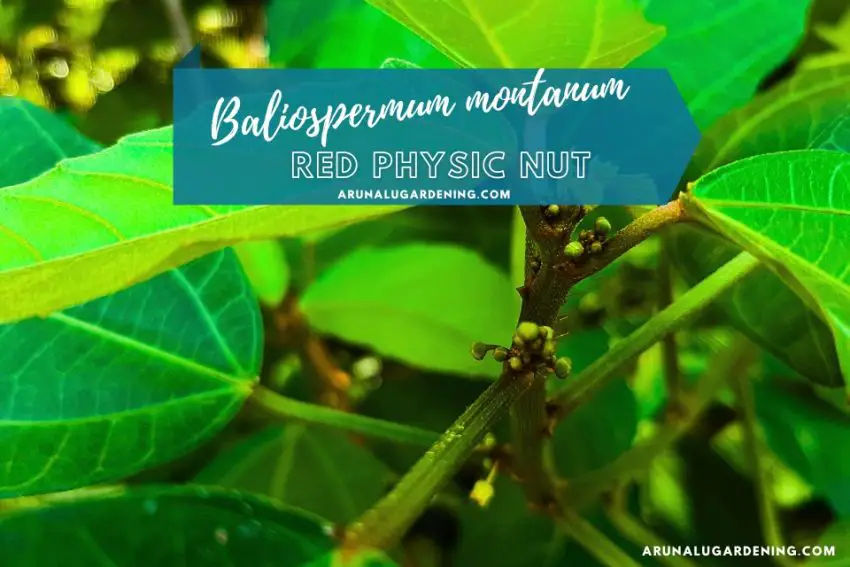 Baliospermum montanum medicinal uses