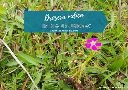 Drosera indica medicinal uses