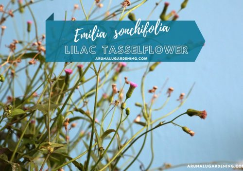 Emilia sonchifolia medicinal uses