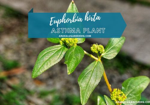Euphorbia hirta medicinal uses