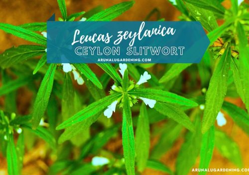 Leucas zeylanica medicinal uses