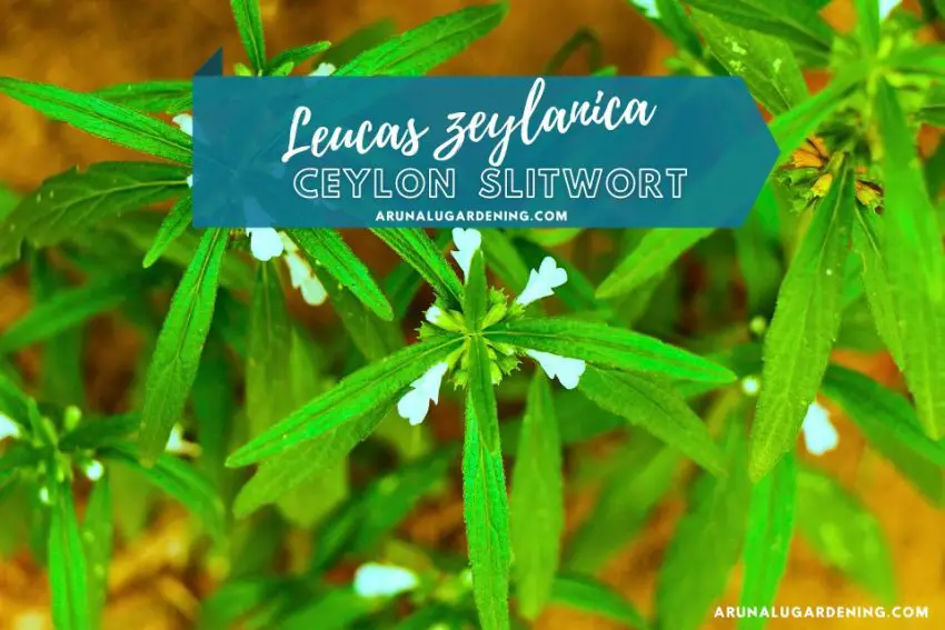 Leucas zeylanica medicinal uses