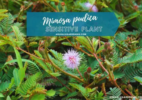 Mimosa pudica medicinal uses