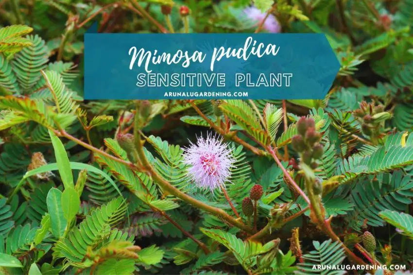 Mimosa pudica medicinal uses