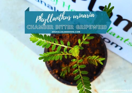 Phyllanthus urinaria medicinal uses