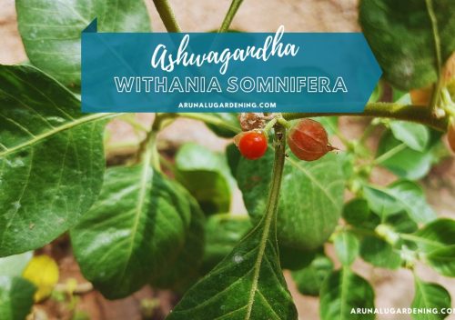 What is Withania somnifera used for