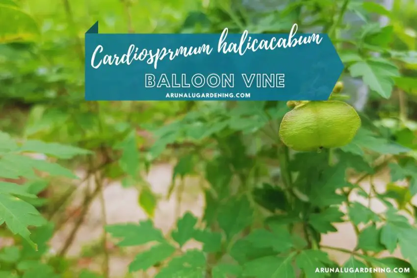 Cardiosprmum halicacabum medicinal uses