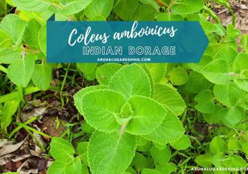 Coleus amboinicus medicinal uses