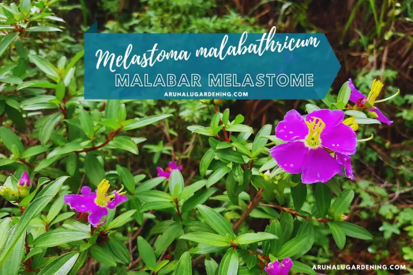 Melastoma malabathricum medicinal uses