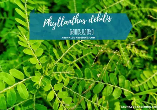 Phyllanthus debilis medicinal uses