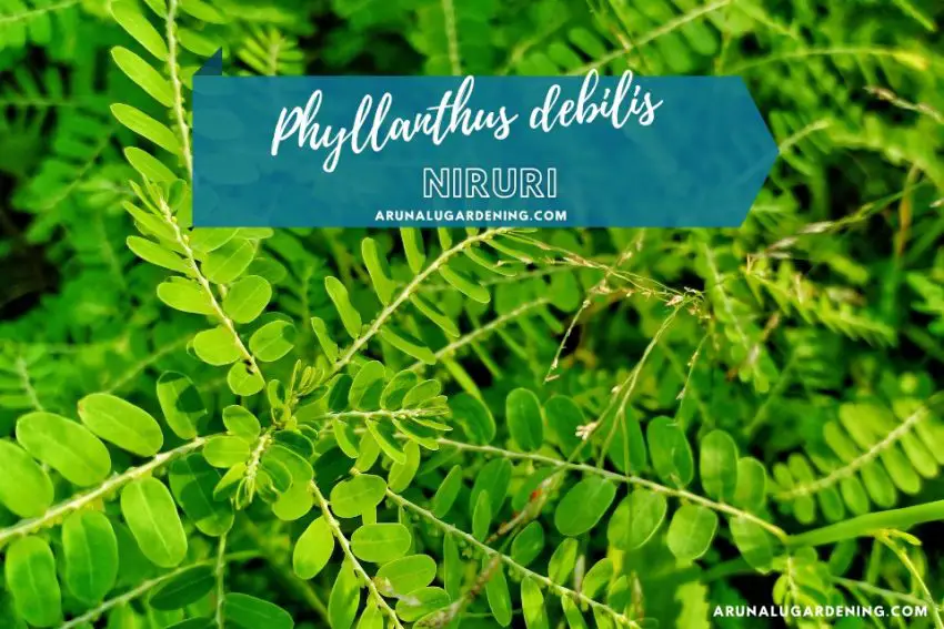 Phyllanthus debilis medicinal uses