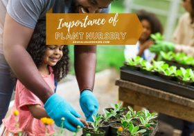 What is the Importance of Plant Nursery?