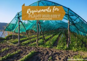 Plant Nursery Requirements to Before Start a Nursery