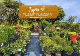 3 Types of Plant Nursery: 11 More Nursery Types to Select