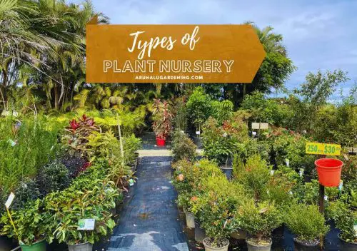 types of plant nurseries