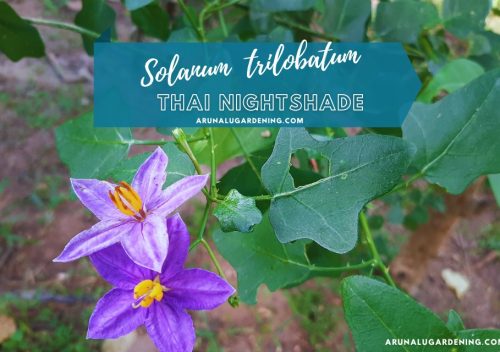 Solanum trilobatum medicinal uses