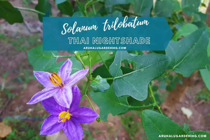 Solanum trilobatum medicinal uses