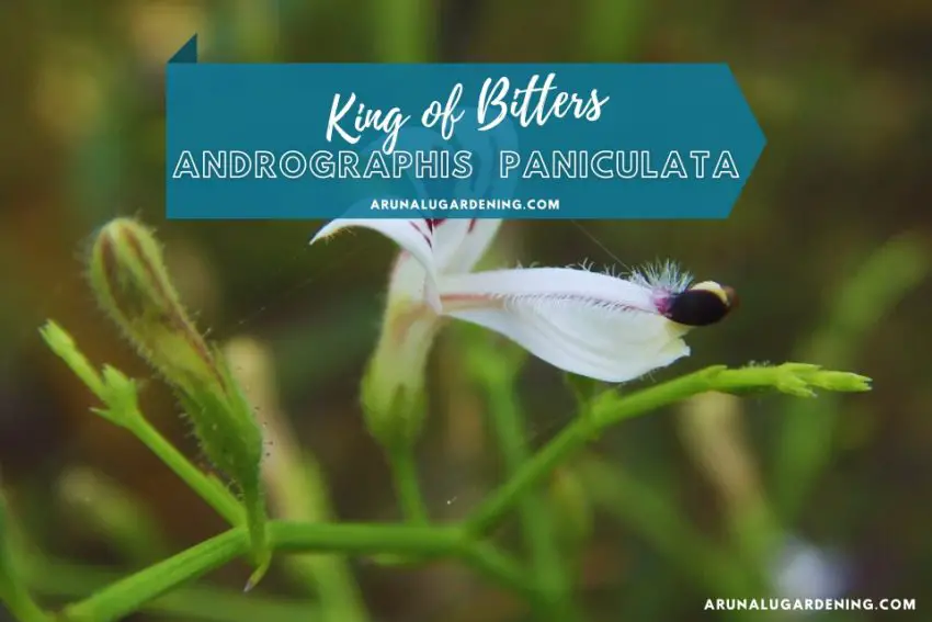 Andrographis paniculata Plant Discover its Medicinal Uses King of Bitters Kalmegh