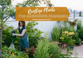 Roof Garden Plants: Select Best Suit to Your Rooftop Garden