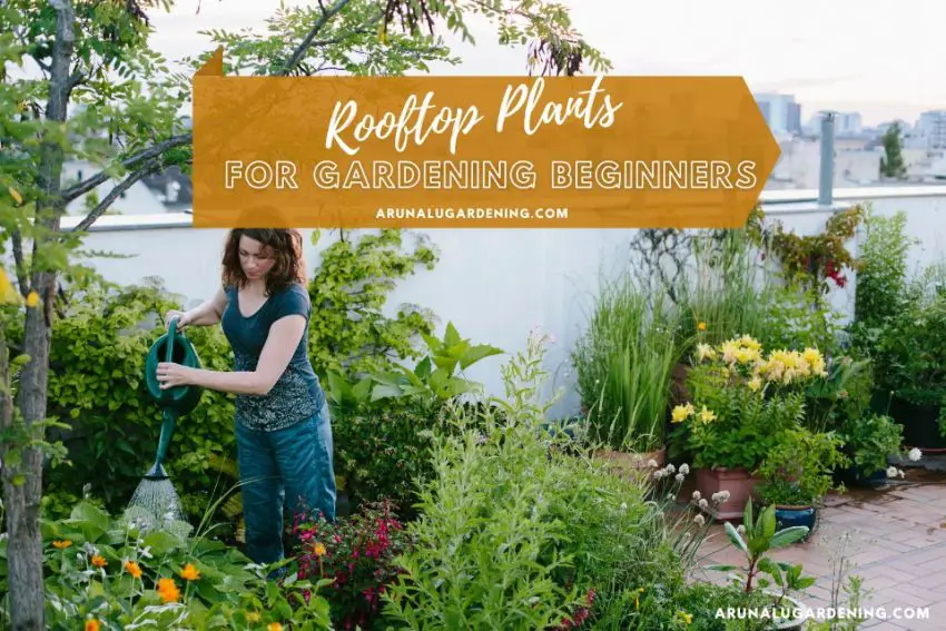 Roof Garden Plants Select Best Suit to Your Rooftop Garden
