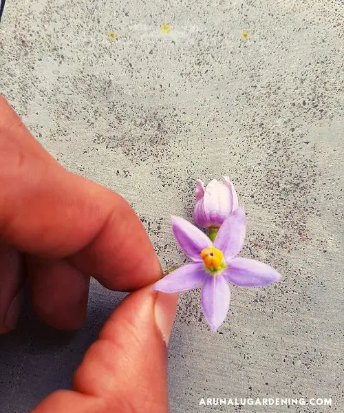 St Vincent lilac flower