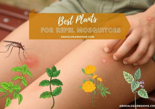best mosquito repellent plants