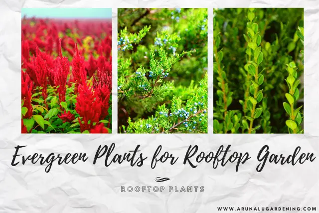 evergreen plants for rooftop garden