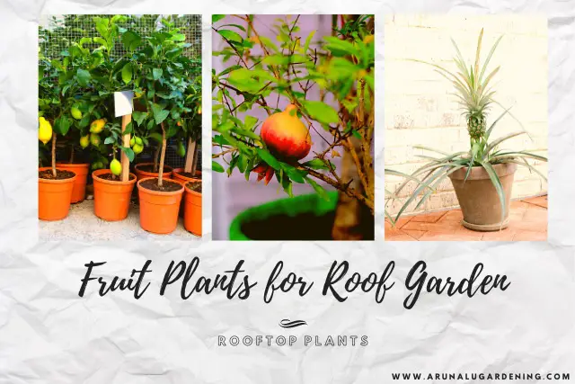 fruit plants for roof garden