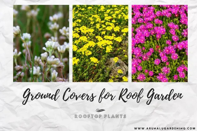 ground covers for roof garden
