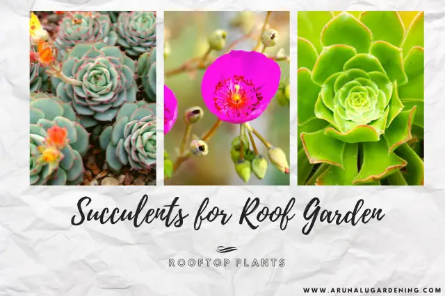 succulents for roof garden