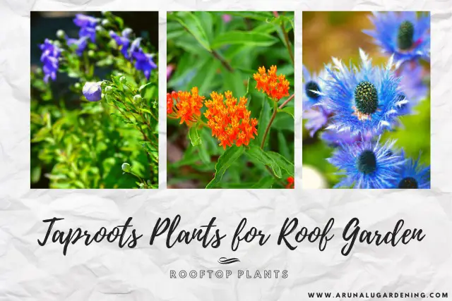 taproots plants for roof garden