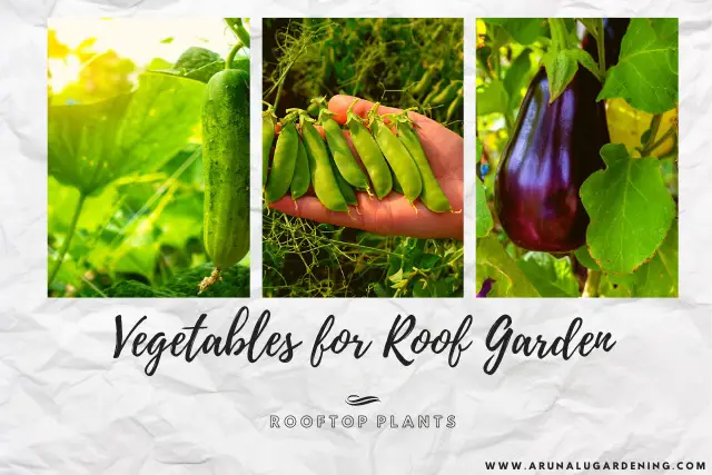 vegetables for roof garden