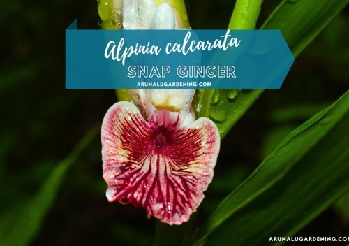 Alpinia calcarata medicinal uses