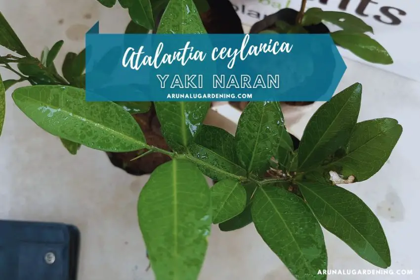 Atalantia ceylanica medicinal uses