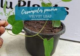 Cissampelos pareira Plant: Discover its Medicinal Uses (Velvet leaf | Abuta) – A Comprehensive Guide