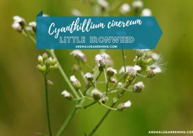 Cyanthillium cinereum Plant: Discover its Medicinal Uses (Little Ironweed | Ash-Colour Fleabane) – A Comprehensive Guide