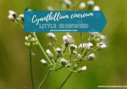 Cyanthillium cinereum medicinal uses