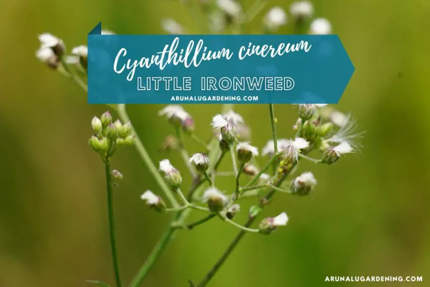 Cyanthillium cinereum medicinal uses