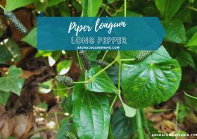 Piper longum Plant: Discover its Medicinal Uses (Long Pepper | Indian Long Pepper) – A Comprehensive Guide
