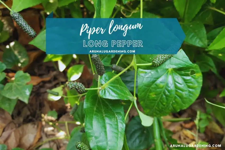 Piper longum medicinal uses