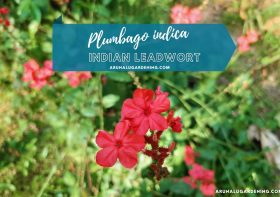 Plumbago indica Plant: Discover its Medicinal Uses (Indian Leadwort | Scarlet Leadwort) – A Comprehensive Guide