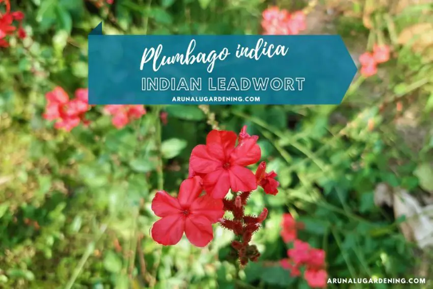 Plumbago indica medicinal uses