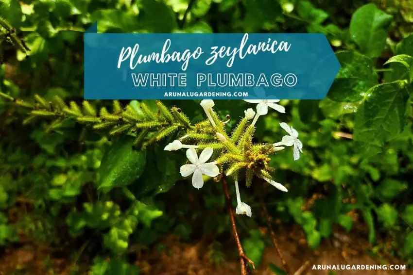 Plumbago zeylanica medicinal uses