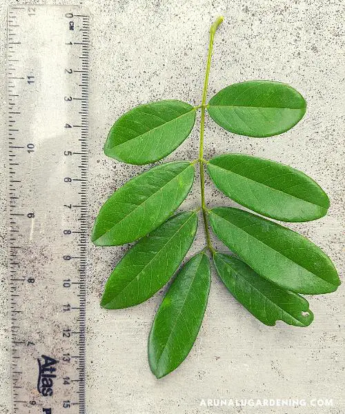 derris scandens plant leaf