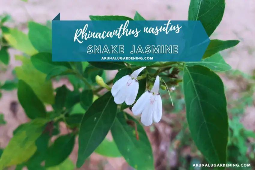 rhinacanthus nasutus plant