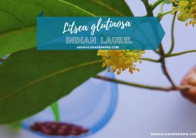 Litsea glutinosa Plant: Discover its Medicinal Uses (Indian laurel | Bolly Beech) – A Comprehensive Guide